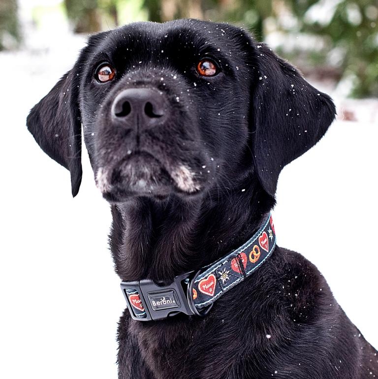 Hundehalsband Gepolstert Bavaria Schwarz Cm Breit Oktoberfest